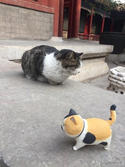 故宫的御前带爪护卫小崽儿,回喵星了……