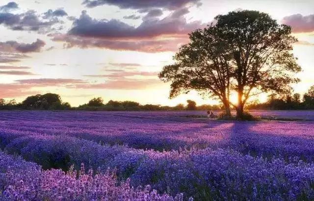 Chanel最新款香水原料诞生地,竟然就藏在这个中世纪小镇!