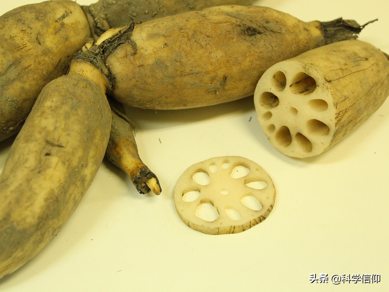 好的荷花怎么处理,荷花是怎样从淤泥中生长出来的