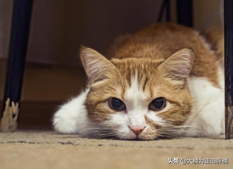 猫咪吐绿水不吃东西精神不振,为什么猫咪会吐黄水