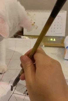 铲屎官的吃猫头行为,铲屎官对猫的奇葩操作