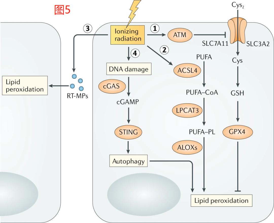 铁死亡研究结果,铁死亡机理