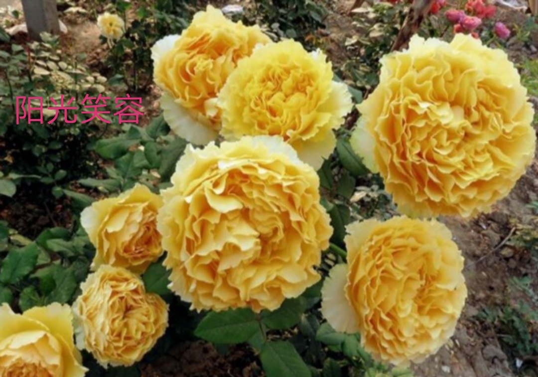 适合做切花的月季品种,十大公认最好切花月季