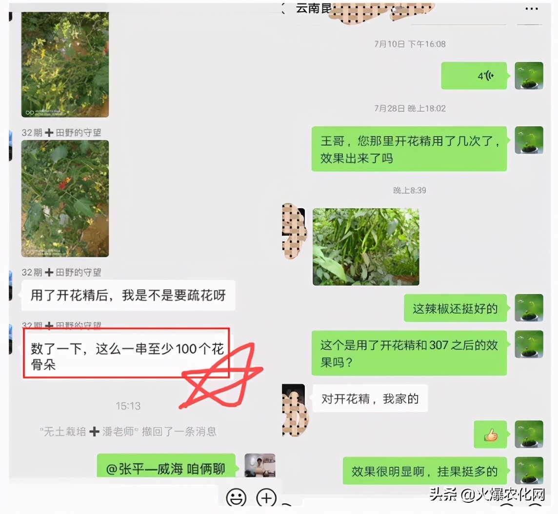 一串开花100多朵！这个促花剂太神奇？0激素！快促花！膨果实