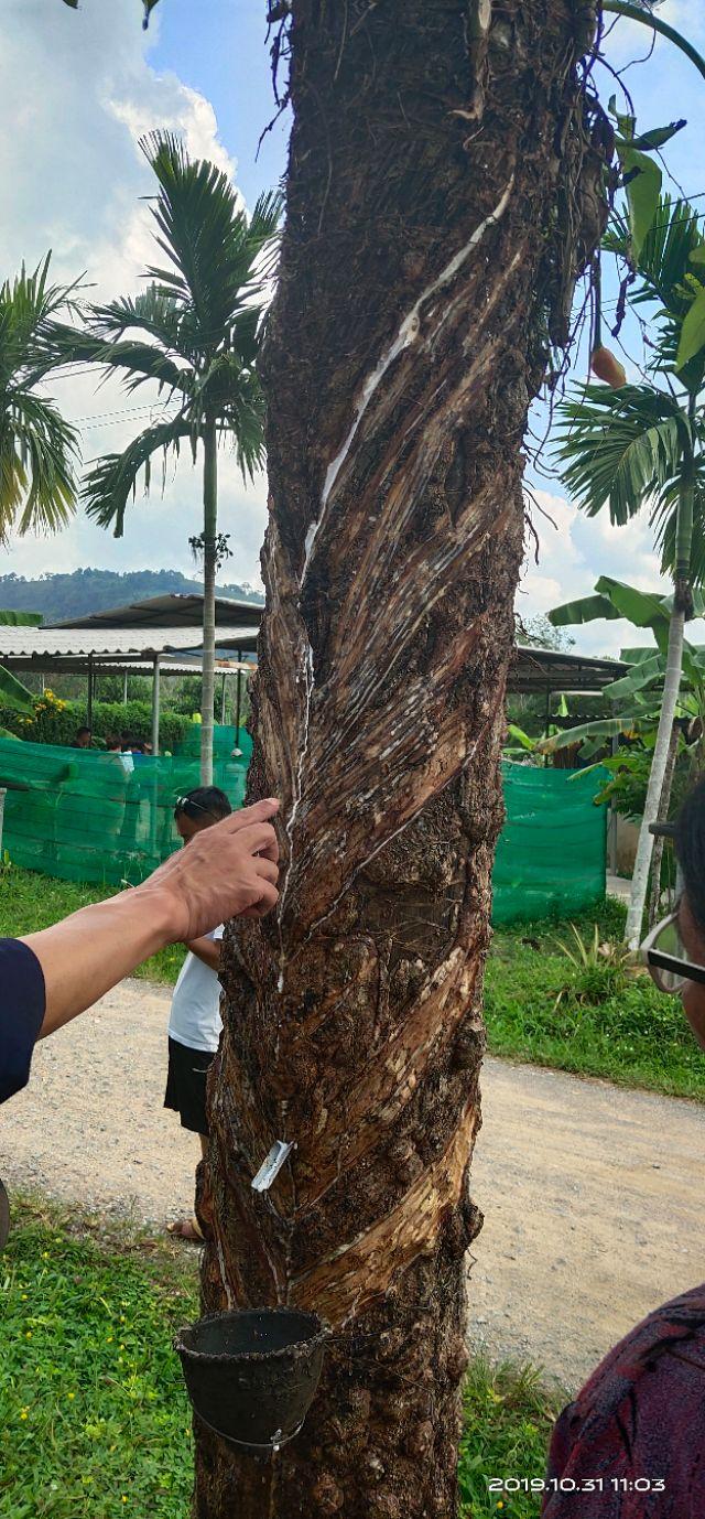 泰国乳胶床单真的好吗,泰国乳胶床笠三件套测评