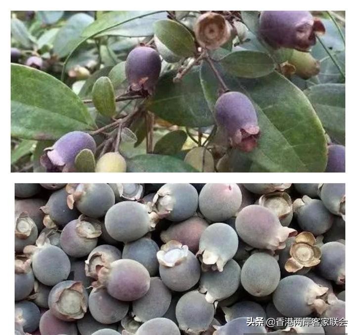 港台海外客家系列之七：客家山地百草园