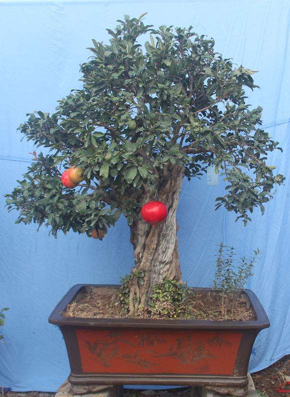 制作老桩树,可以做老桩的草本植物