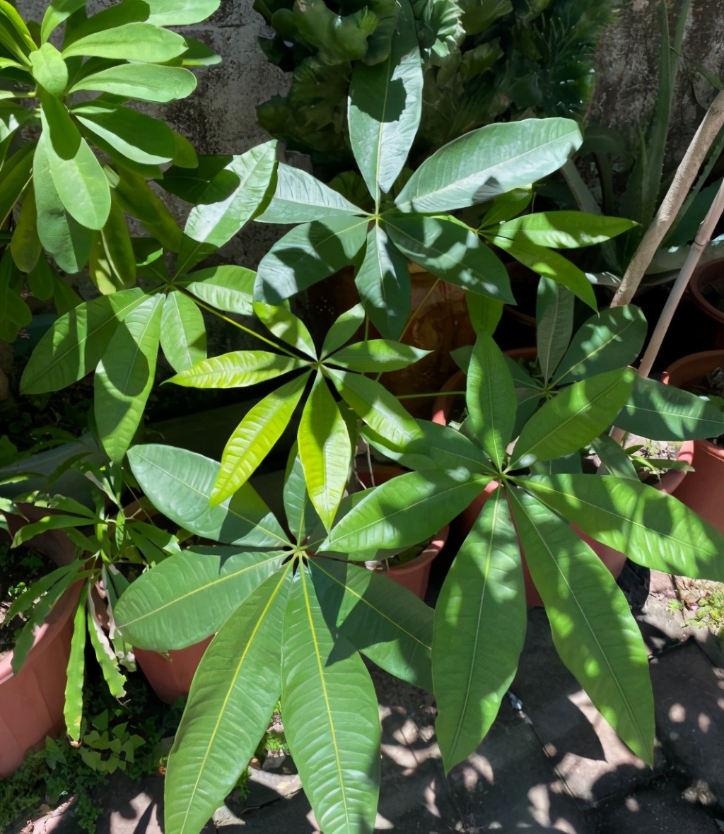 要想发财树长得旺应该怎么养,想让发财树长得快