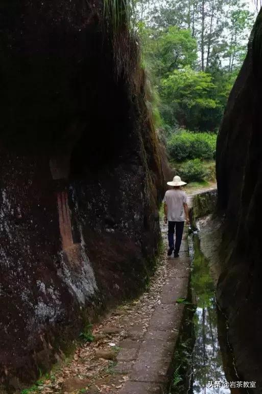 山场主人李新|母树白牡丹的价值回归