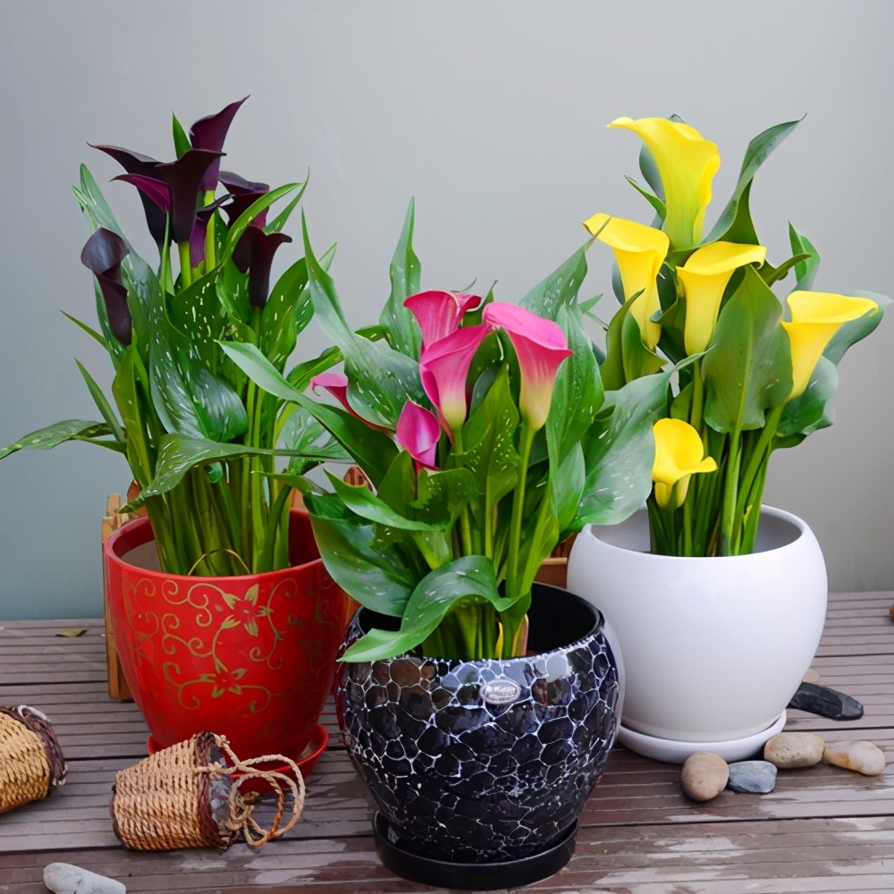 盆栽马蹄莲冬季养殖方法,这几款花卉养在家里清新脱俗