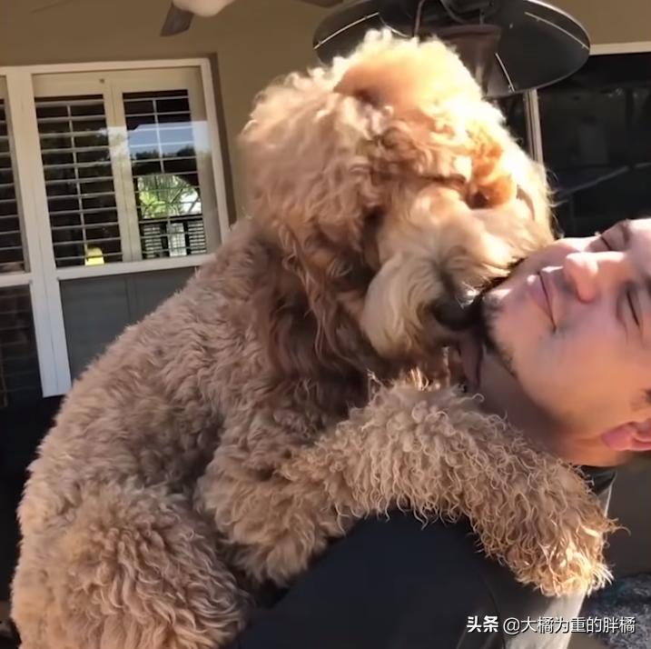 巨贵犬长大还拆家吗,巨贵犬会变成天使吗