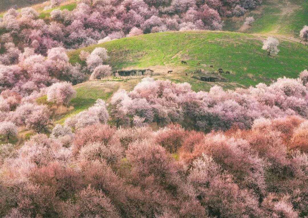 涓嶈兘鍘诲鍦扮殑鐞嗙敱,浜旂浜轰笉鑳藉幓鐤嗗唴鏃呮父