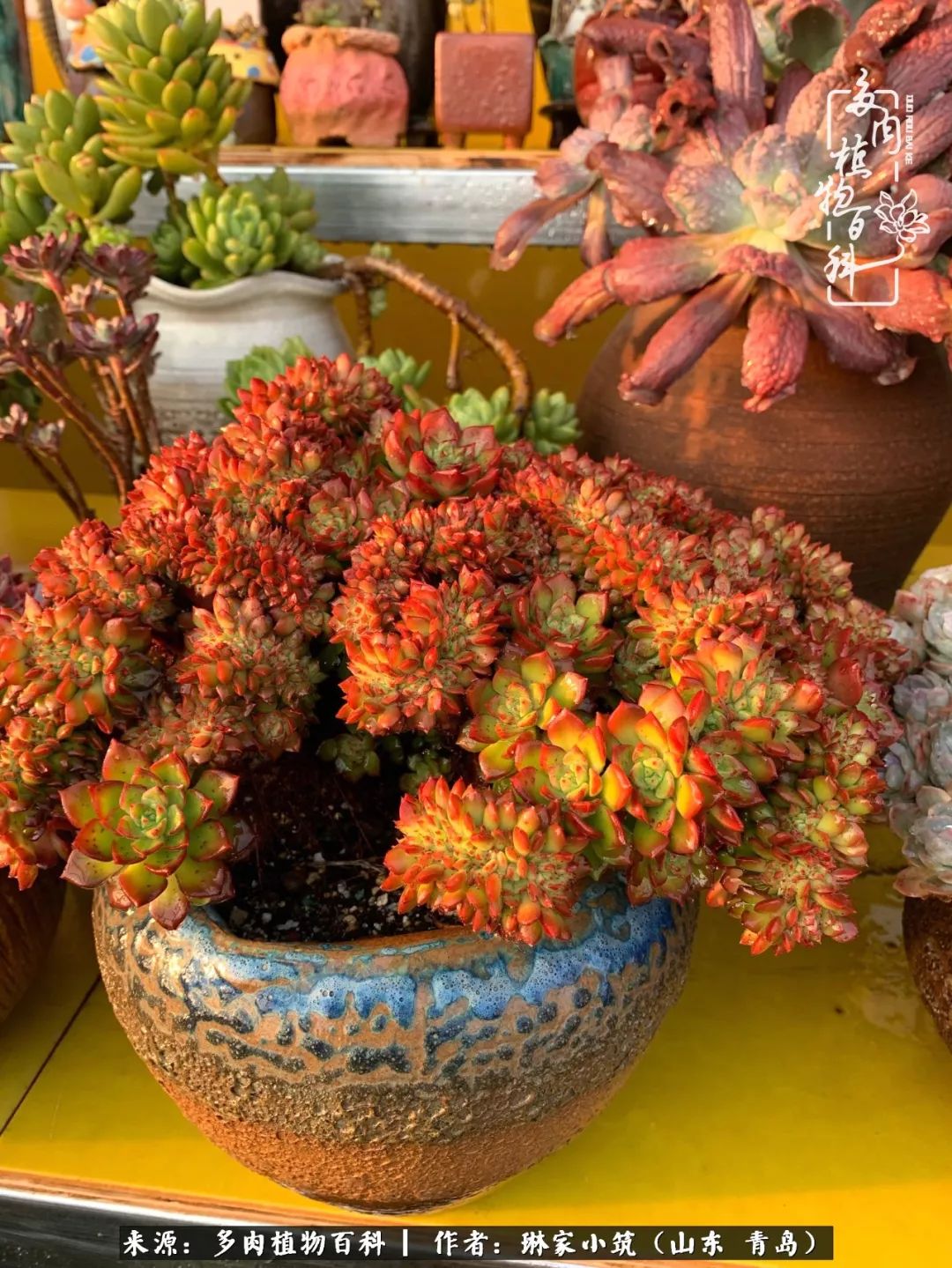 多肉冬季搬进屋里前需要浇水么,多肉过冬