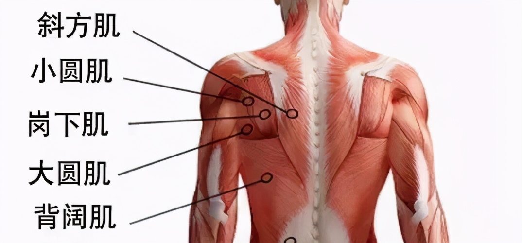 练背怎么练才能增加背部肌肉,初学者让背部肌肉更宽的训练技巧
