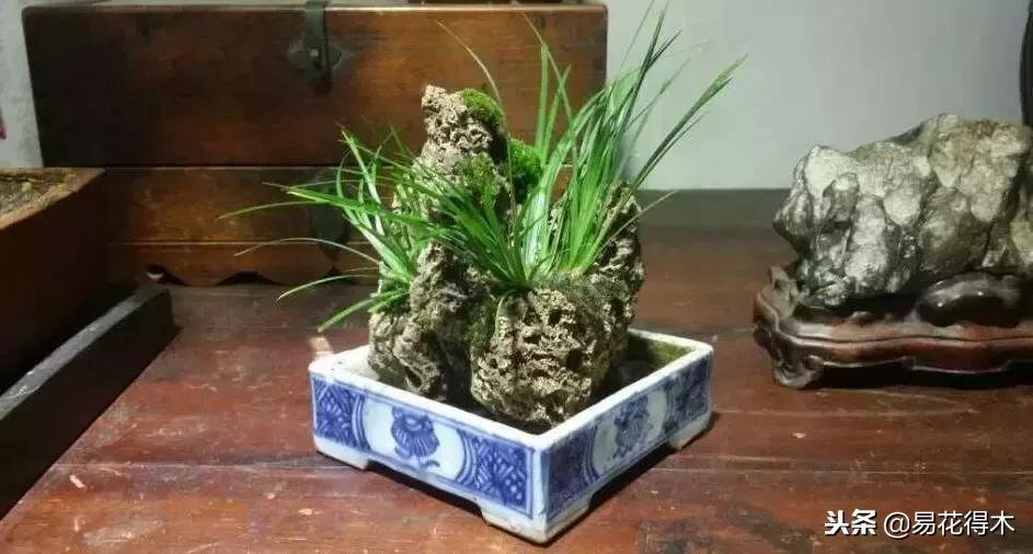 文房菖蒲怎么养殖,菖蒲的养护方法