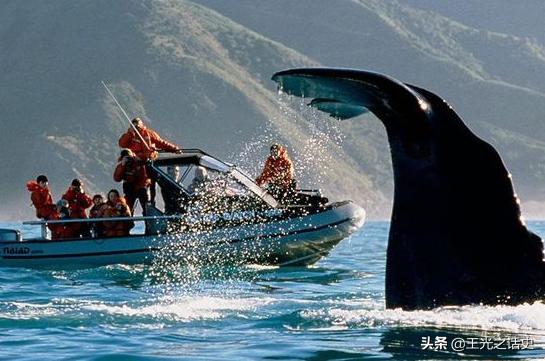 新西兰靠什么变成发达国家,新西兰是如何成为发达国家