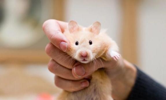养仓鼠需要注意的几件事,养仓鼠新手要注意哪些事项
