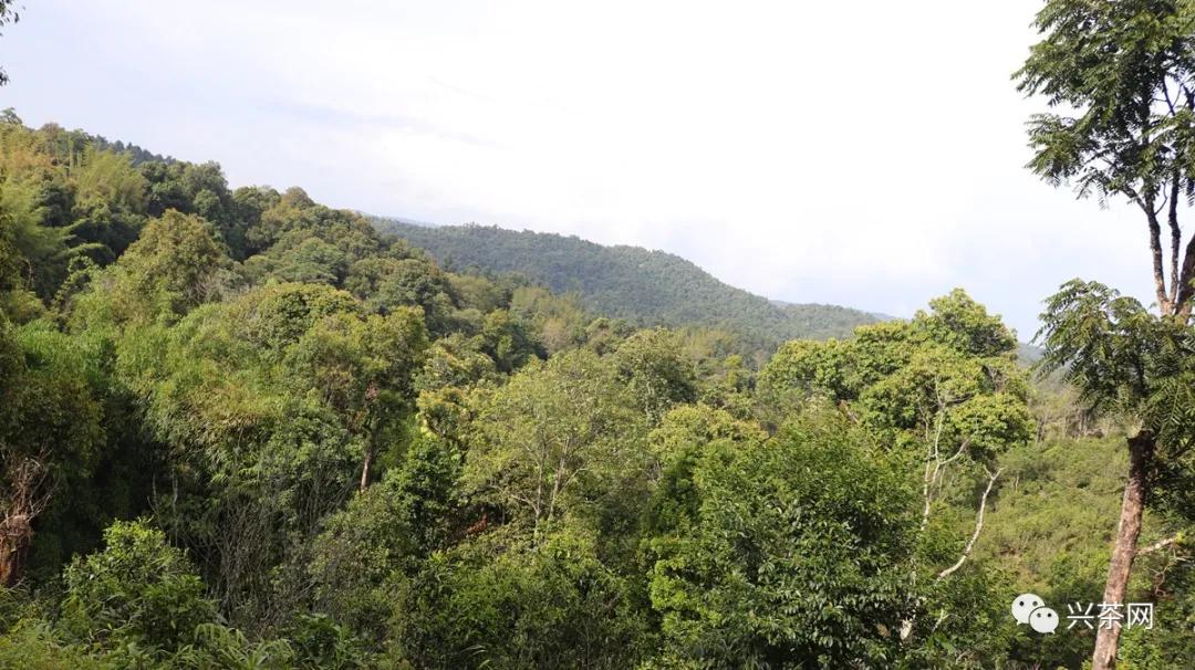 2023云南春茶著名山头价格,云南省2021老班章春茶价格