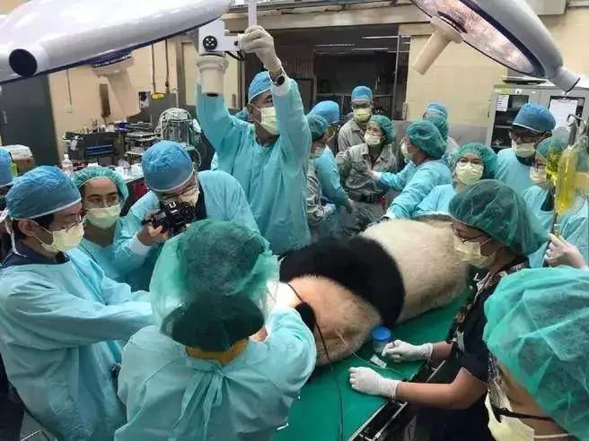 牙根管治疗大熊猫,大熊猫治牙