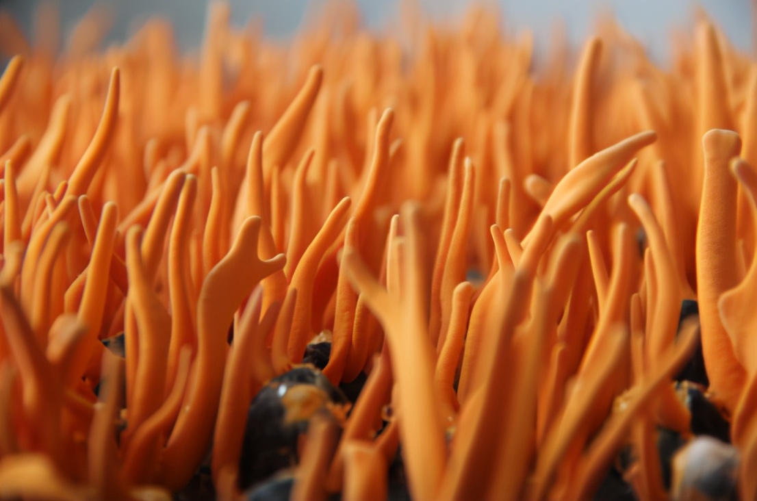 一心让“沈阳虫草”成为创富地标—辽宁弘侨生物科技董事长王弘