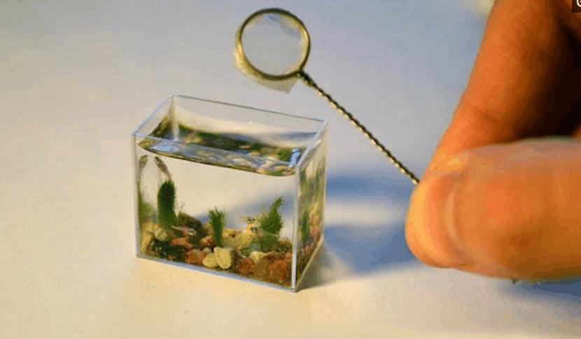 世界上最小的鱼类有多少厘米,世界上最小的鱼的幼崽