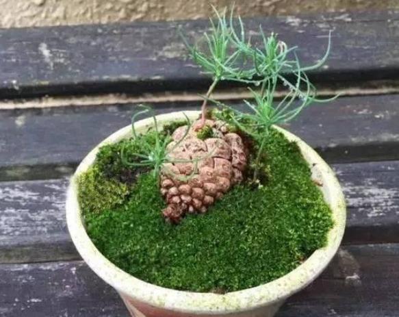 盆栽泥土结块,盆栽土流失怎样加土