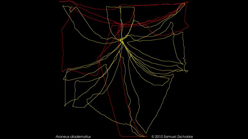 蜘蛛网每一段都一样长吗,蜘蛛网的形状是一样的吗