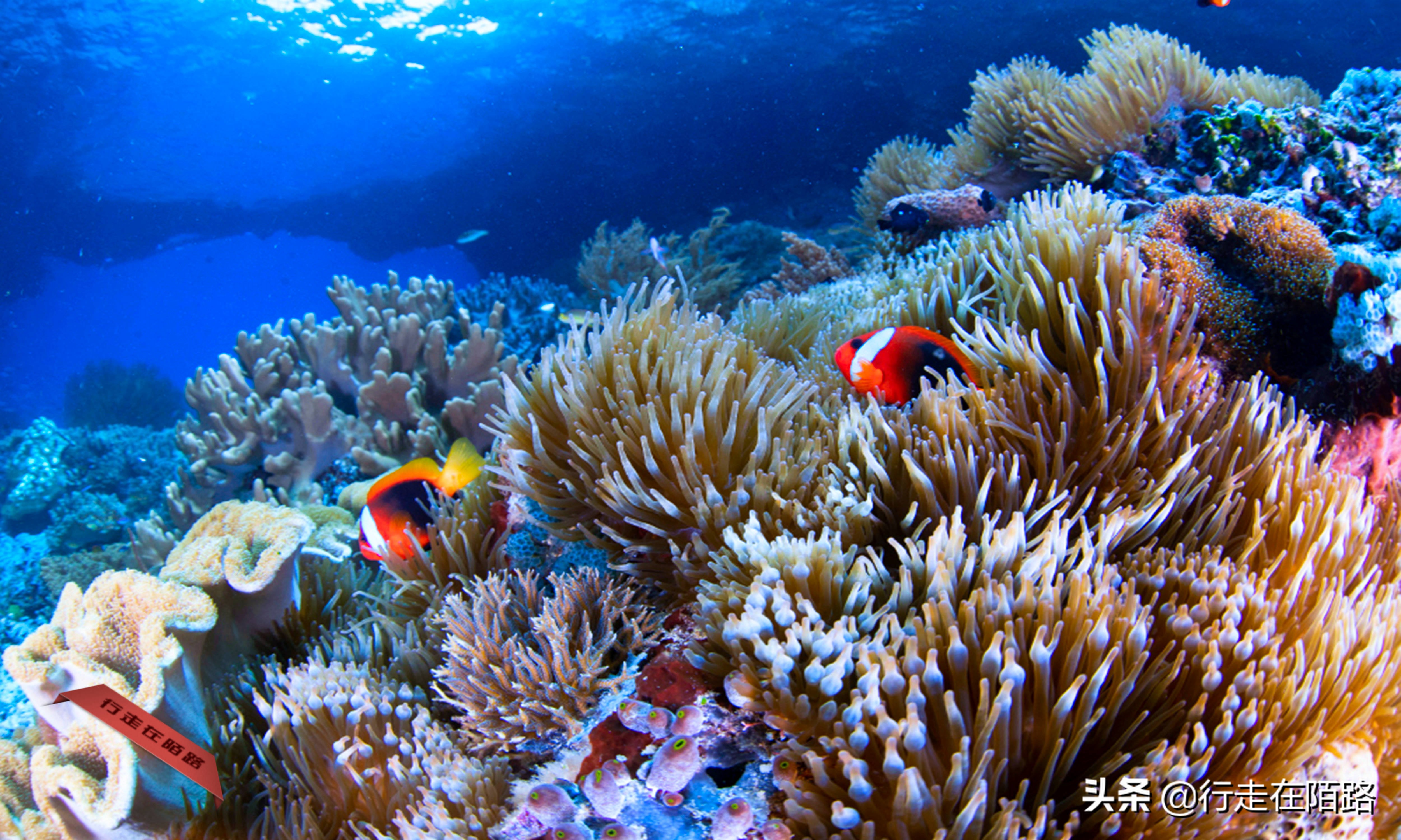泰国沙巴岛旅游费用,帕劳四王岛