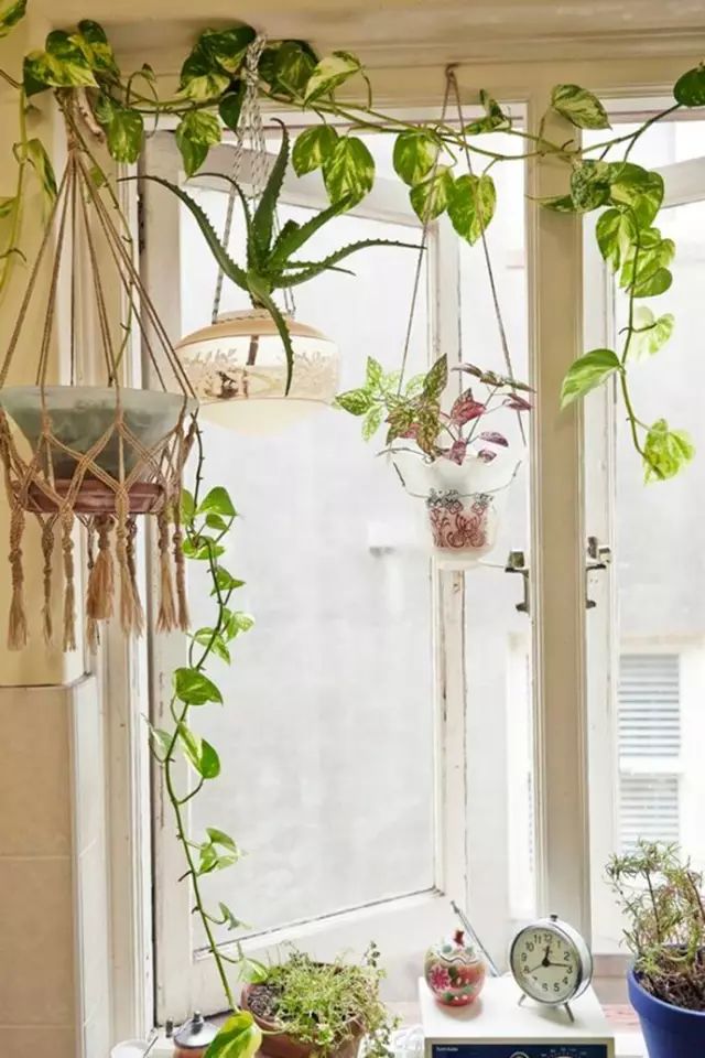 绿萝养护方法大全和注意事项,绿萝养护小技巧和方法图解