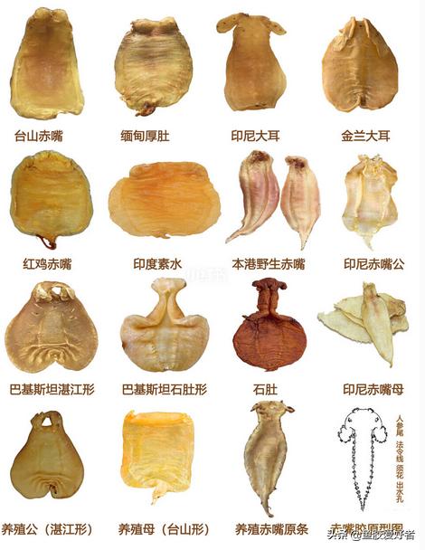 花胶最全面知识,鱼胶的100个基础知识