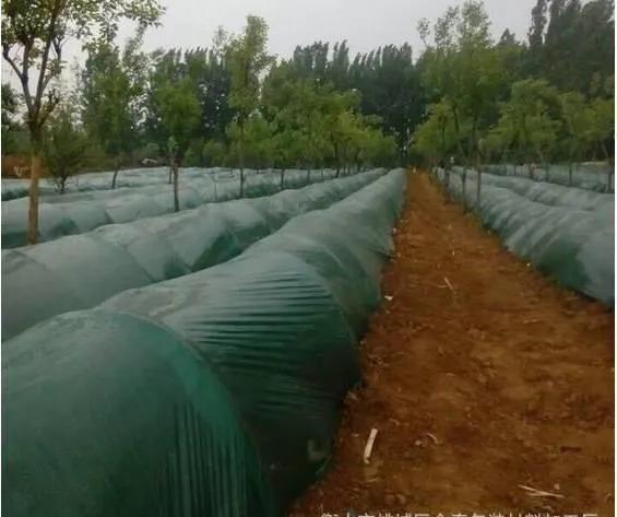 大棚生姜超过多少度会烤苗,生姜在小拱棚内没出芽时怎样保温