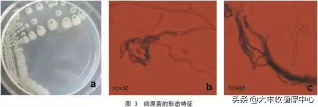 葡萄上面有一层霜是什么,葡萄表皮上的白霜是什么