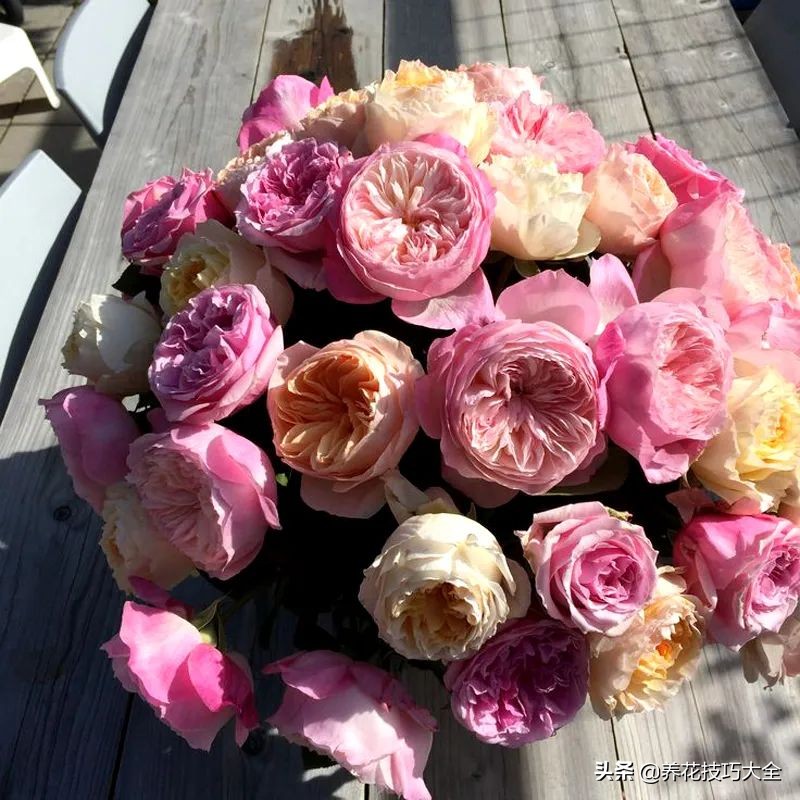 四季开花的月季又香又好养有几种,最漂亮10种盆栽月季