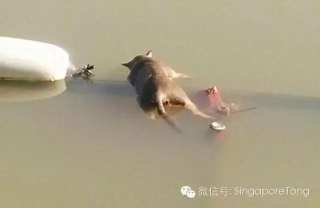 新加坡全岛追凶！一只黑猫竟被如此残忍地虐死