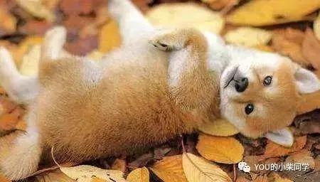 如何买到又好又便宜的柴犬,怎么才能买到便宜的小柴犬