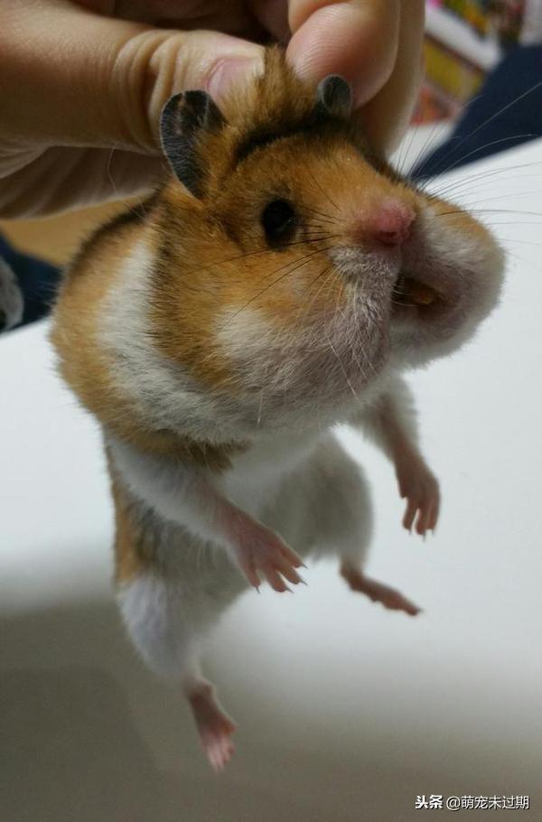 仓鼠宝宝刚生下来怎么照顾,母仓鼠怀孕了该怎么照顾