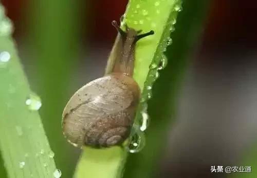 家庭防治虫害的最佳方法,自制蔬菜种植除虫小妙招