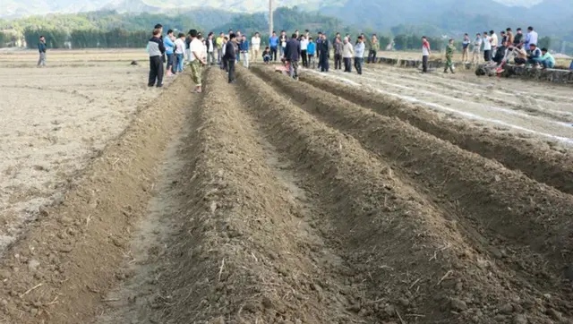 红薯如何种植高产教你三招,红薯高产最好的种植方法