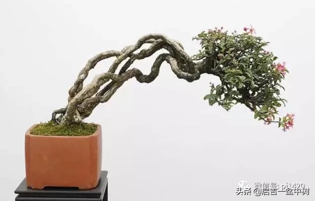 盆景对应季节,昼夜温差大对盆景有什么影响