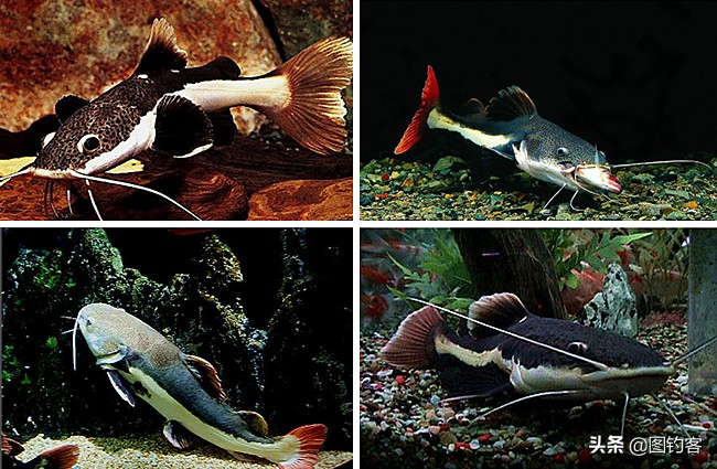 招财猫鲶鱼幼崽,招财猫亚马逊河流