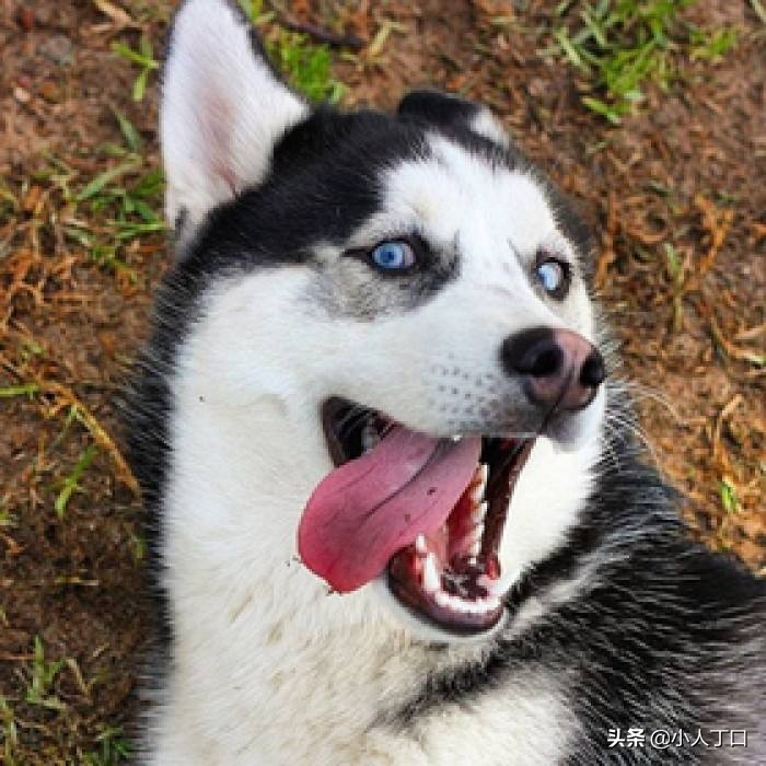 生活中常见的十种宠物狗，你认识多少？小白科普贴