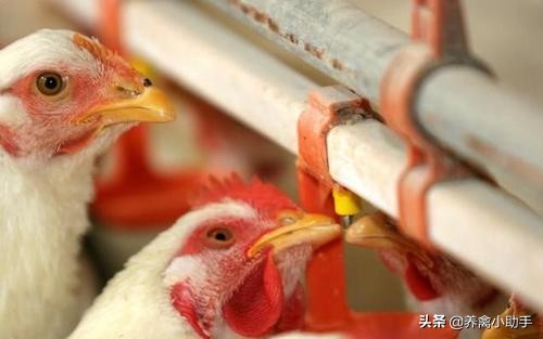 鸡咳嗽眼睛肿怎么治疗,鸡感冒流眼泪怎么治好得快