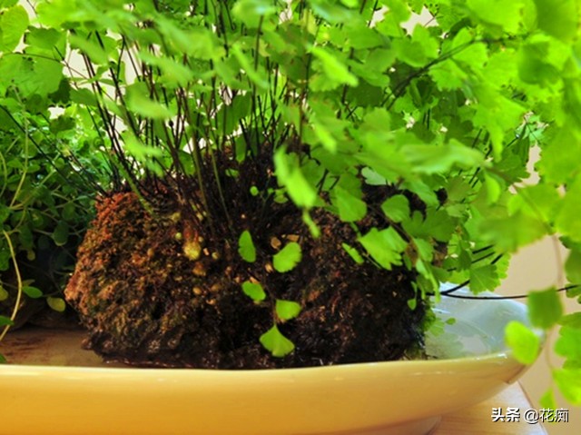 上水石上用什么土栽培绿植,适合种在上水石上的绿植