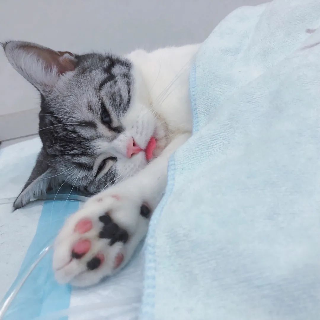 猫咪割了蛋为什么很活泼,猫怎么那么可爱呢