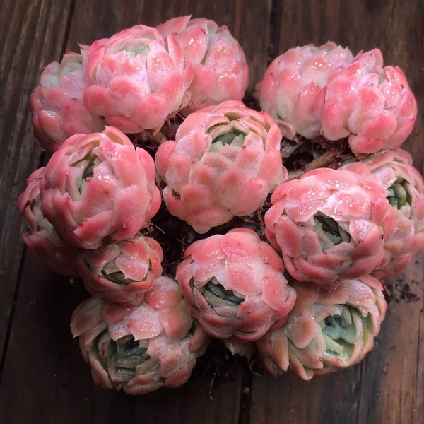 夏天养多肉可不可以晒一天休一天,冰梅多肉不繁殖会死吗