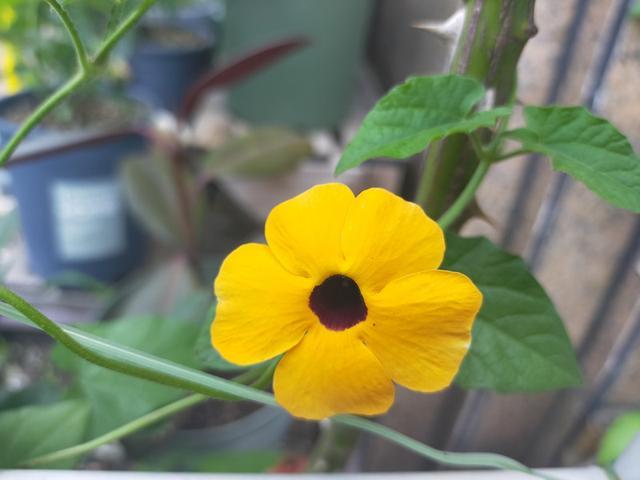 种了盆“开花劳模”,越晒越爱开花,还一开一个夏天