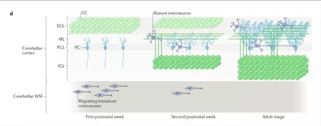 nature关于脑的成果,小脑功能最近研究