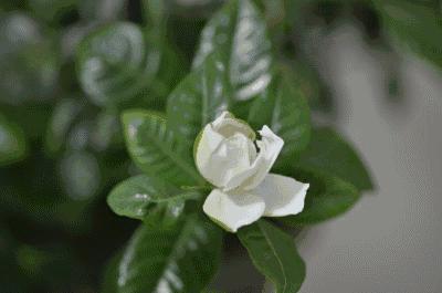 茉莉花茶到底是好茶还是烂茶,只有茉莉花茶是真正的花茶