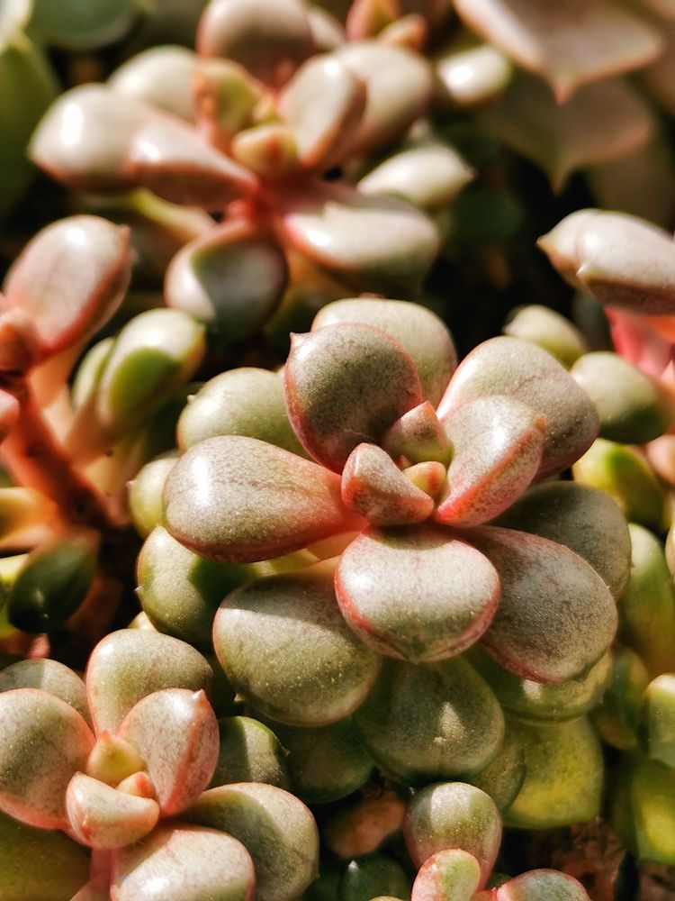 记录多肉长大的全过程,记录所有多肉成长过程