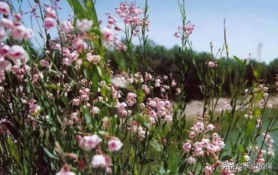 伽师县发展,伽师发展